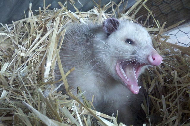 opossum-309264_640